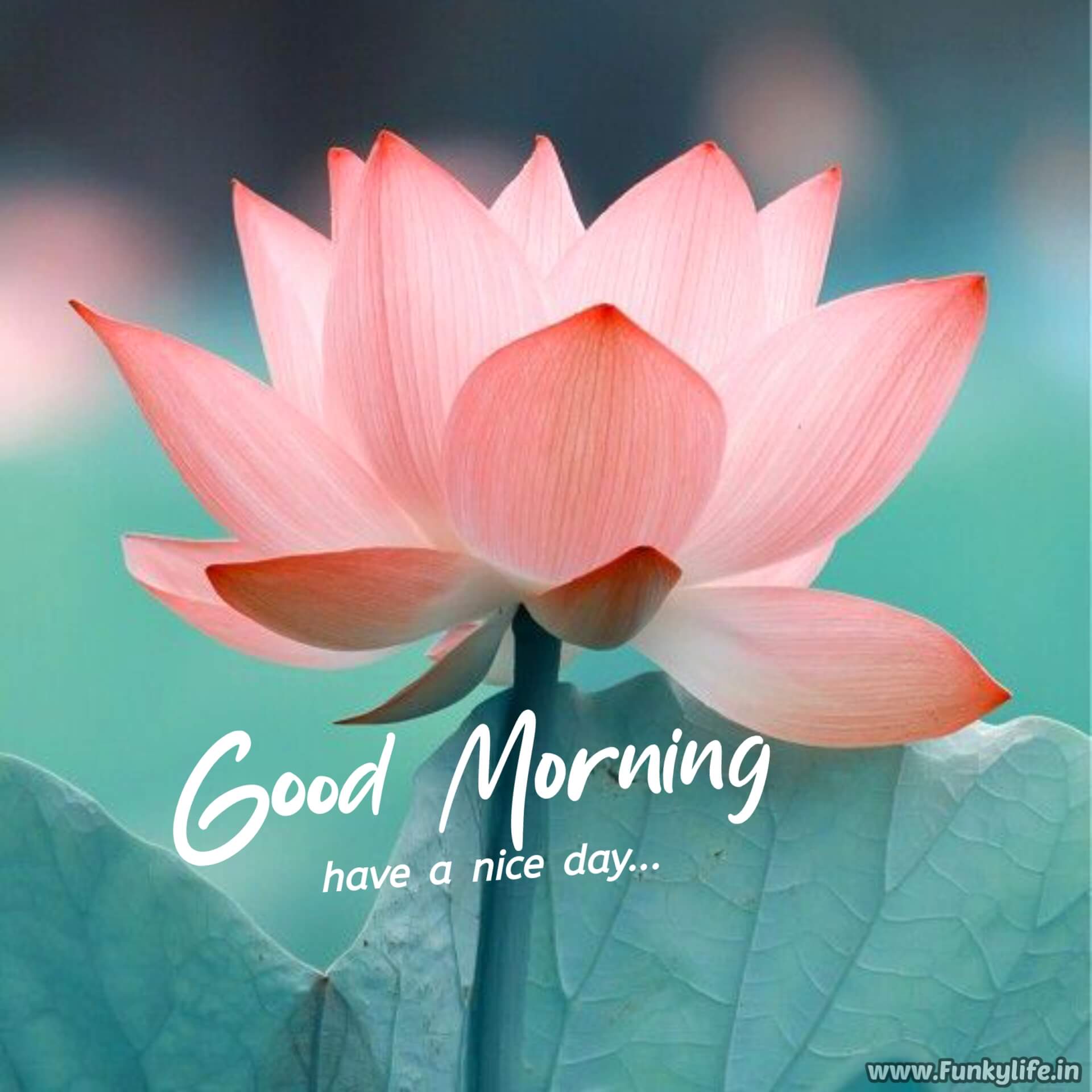 Lotus Good morning image