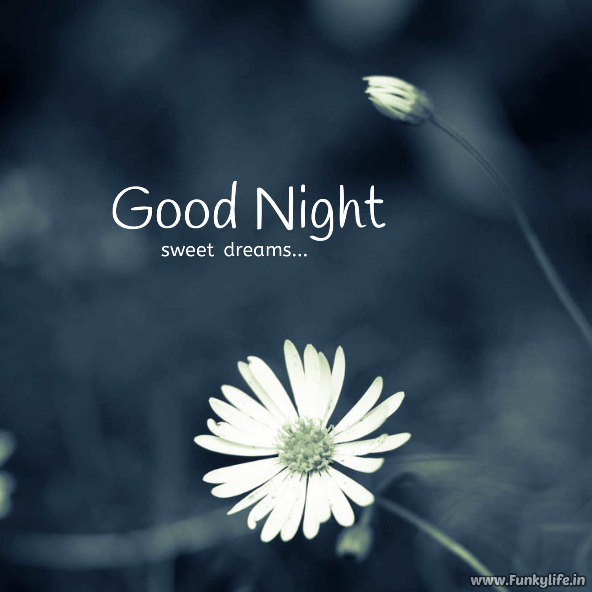 Simple Good Night Image