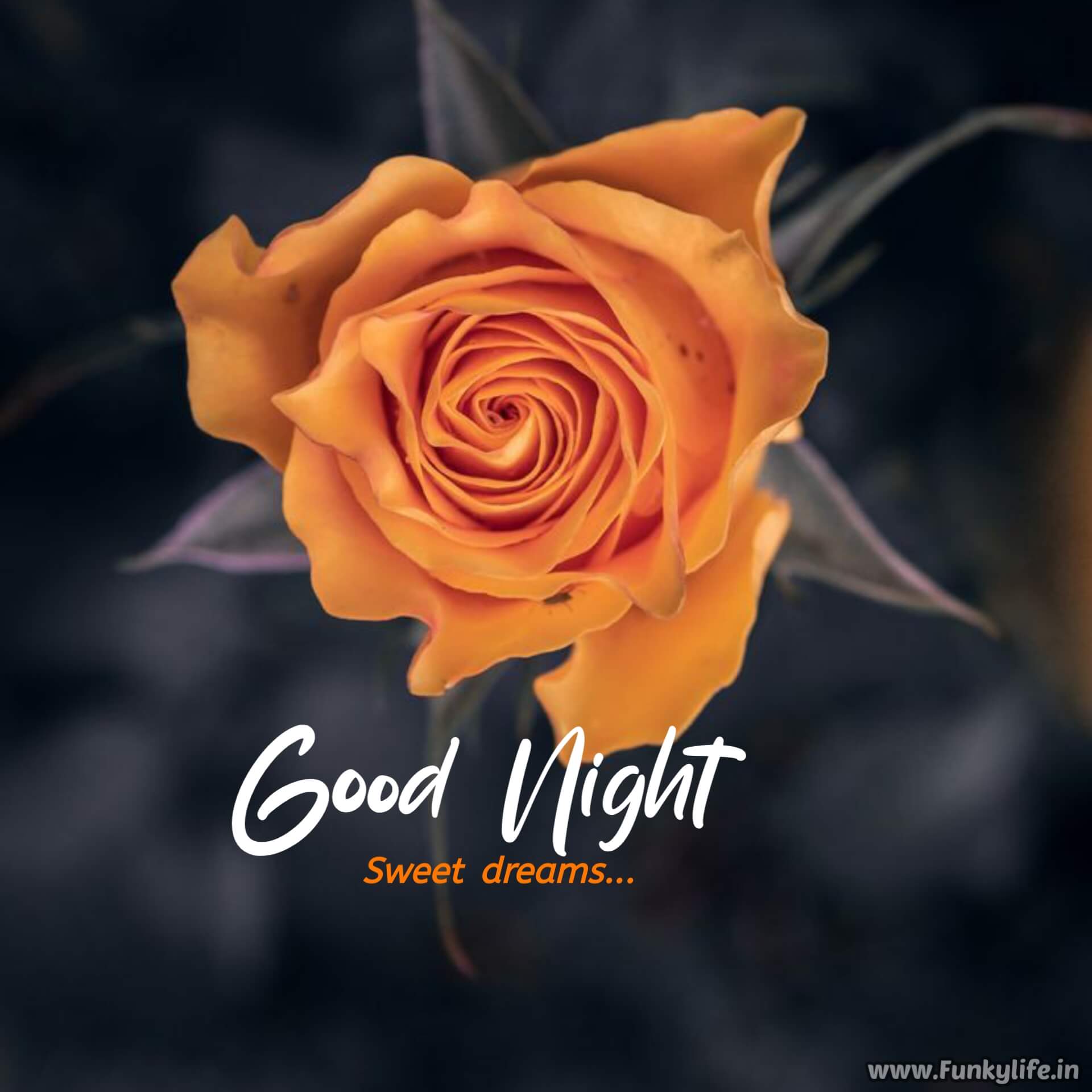 Orange flower Good Night Image