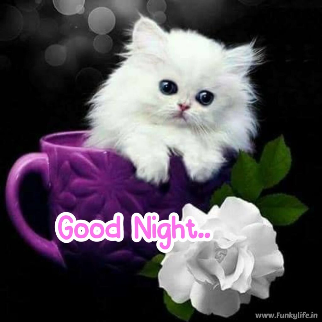 Cute cat Good Night Image