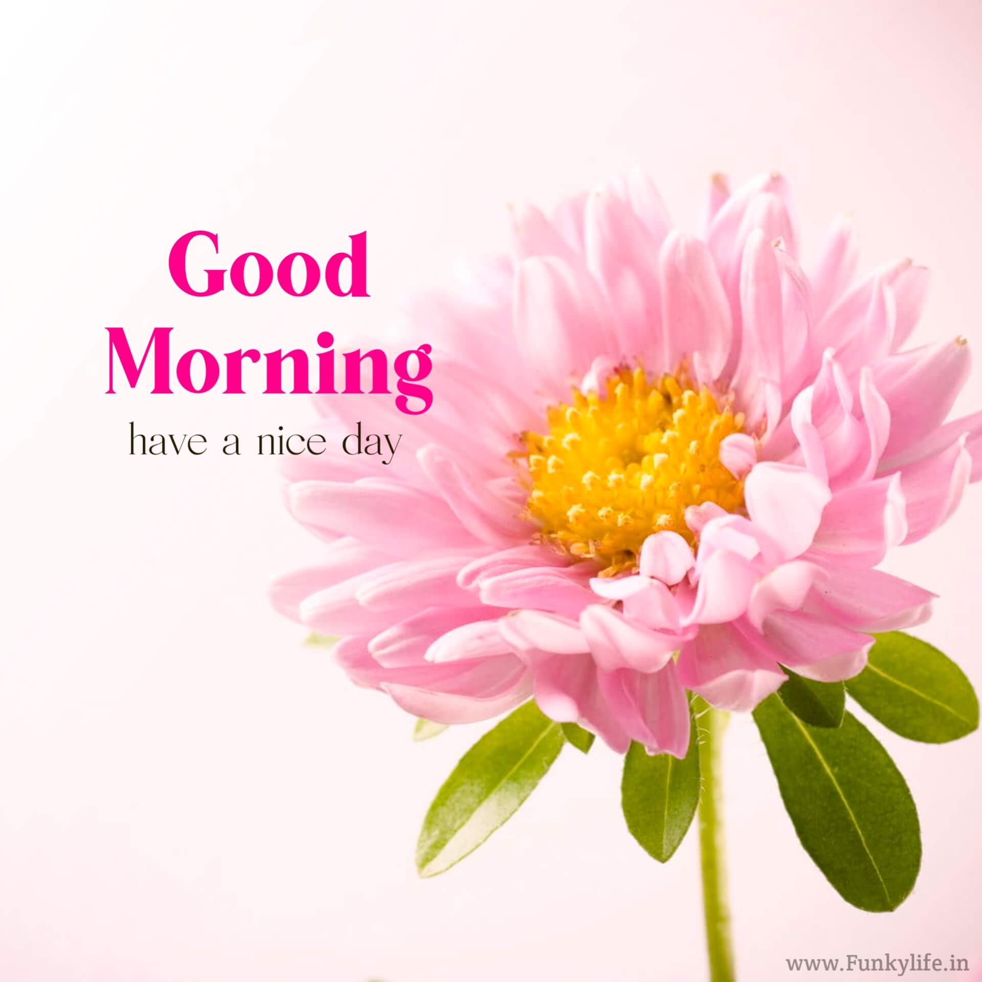 Pink Flower Good Morning Images
