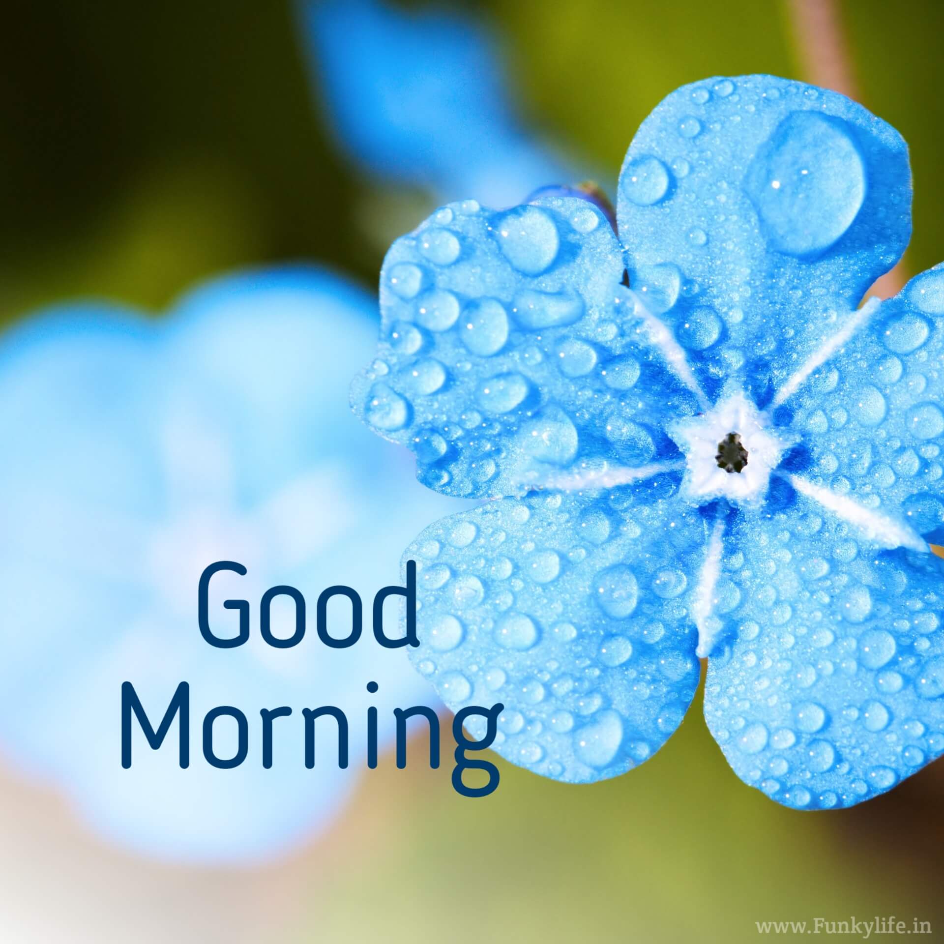Blue flowers Good Morning Images