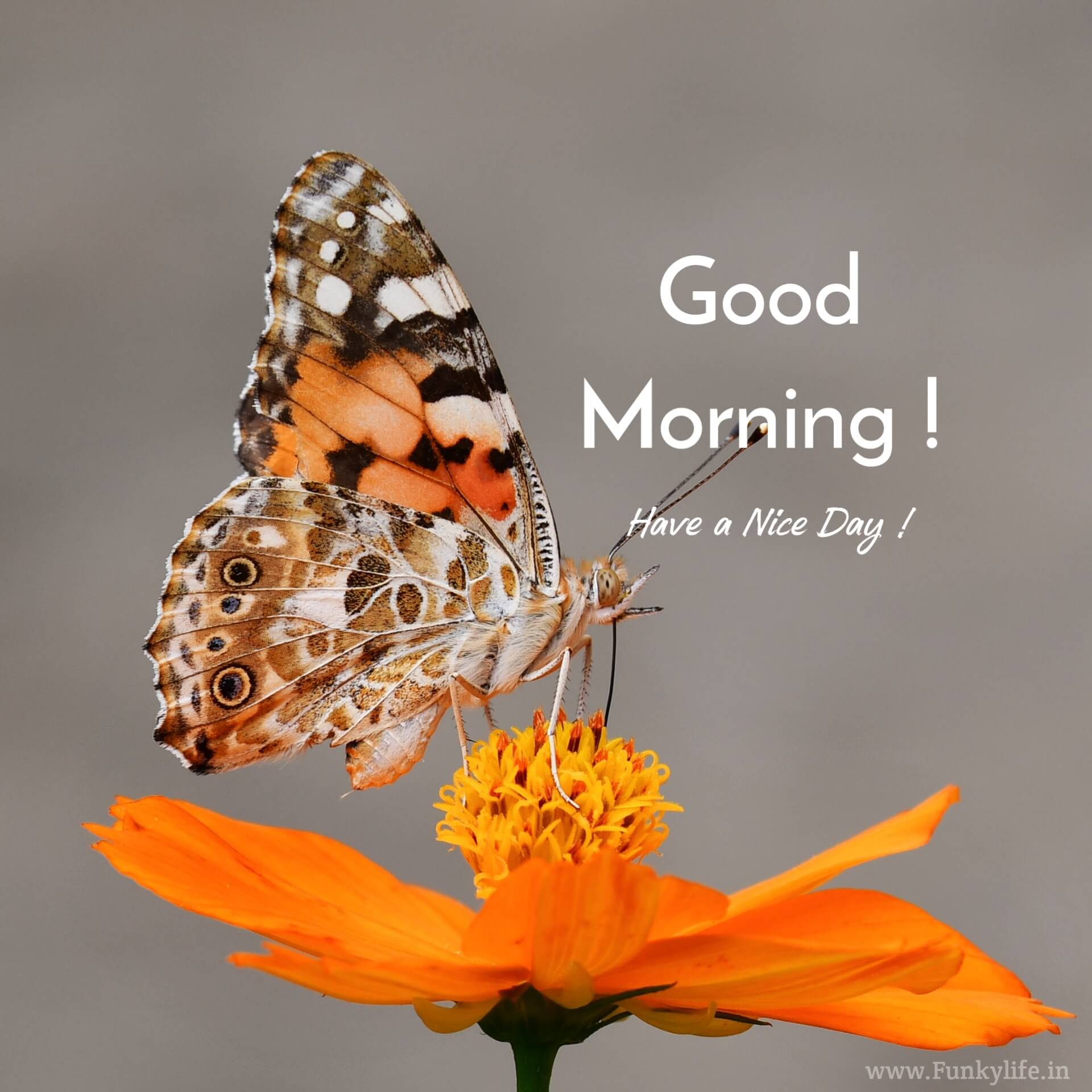 Butterfly Good Morning Images