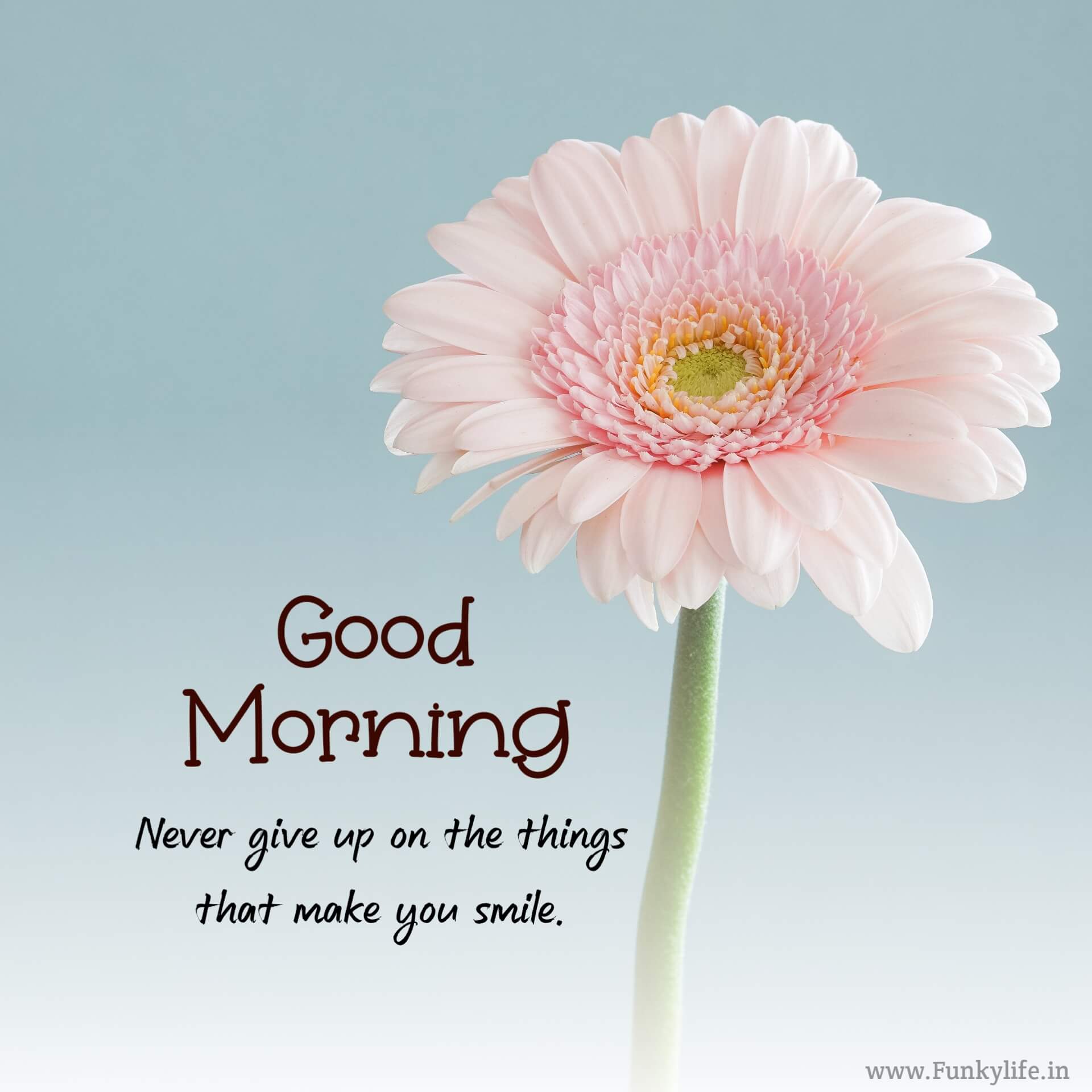 Flower Good Morning Images with Quotes