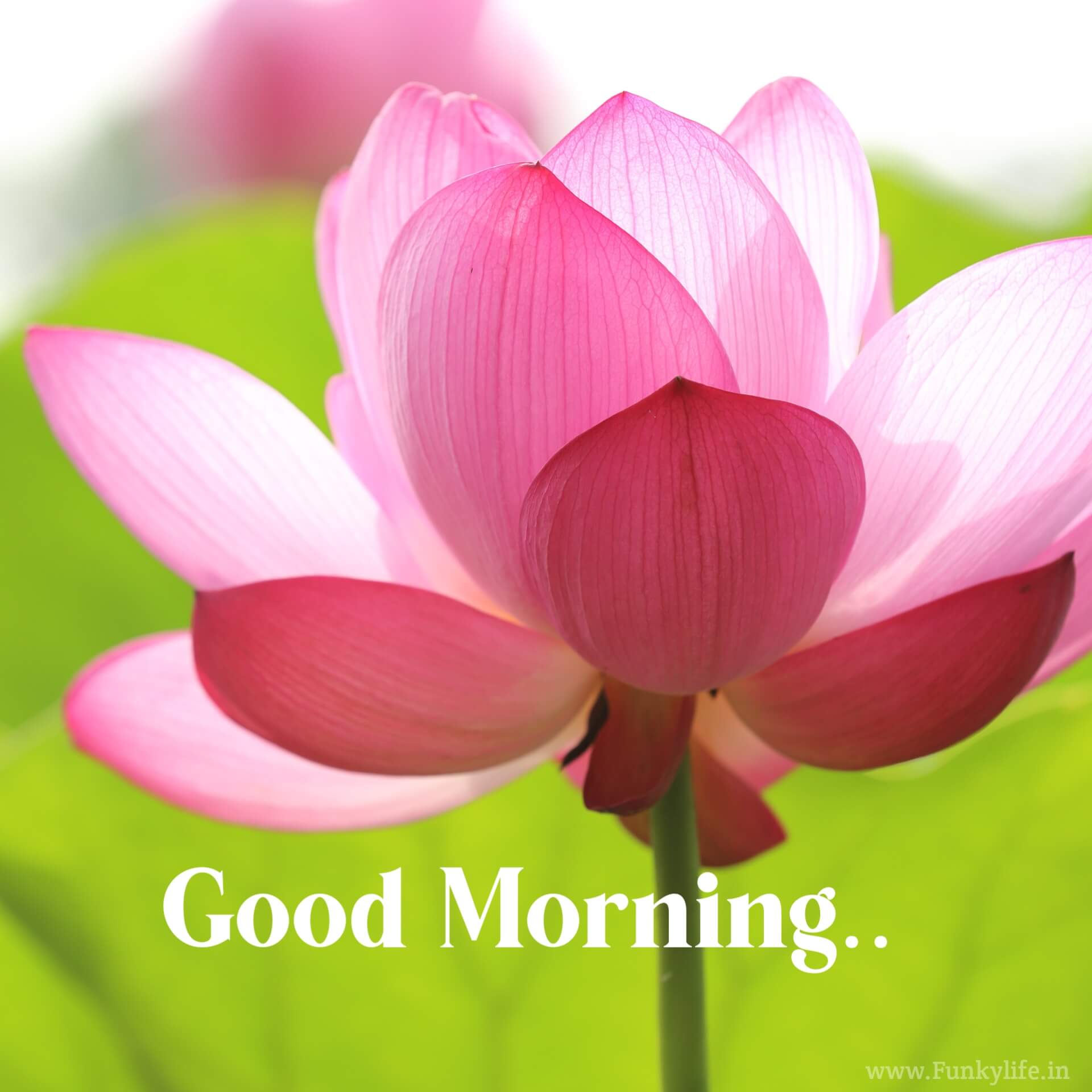 Lotus Flower Good Morning Images