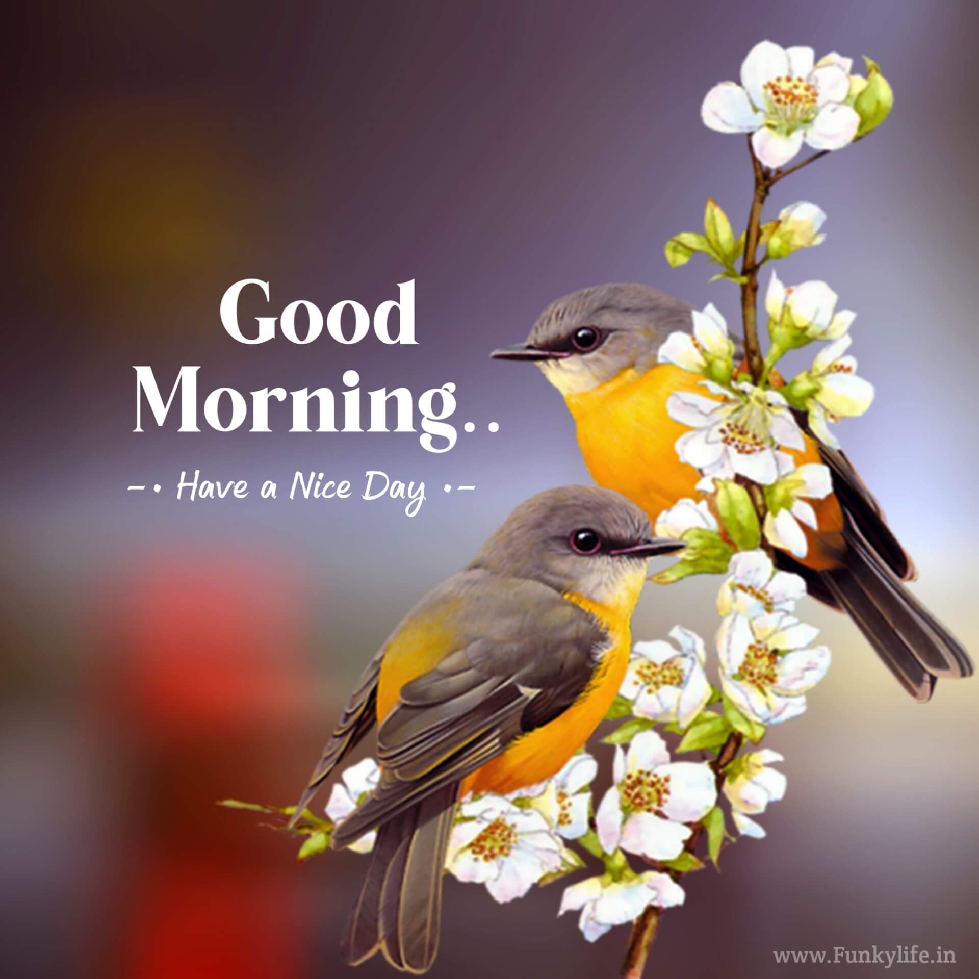 Nature Birds Good Morning Images