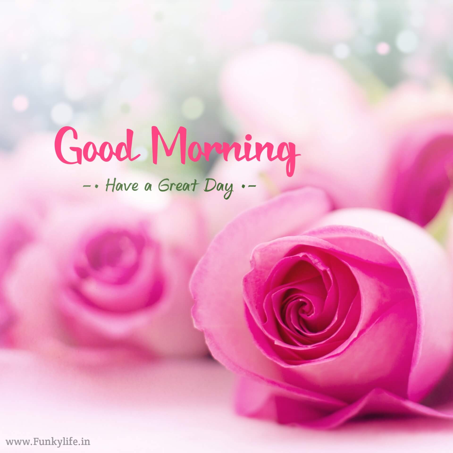 Pink Rose Good Morning Images