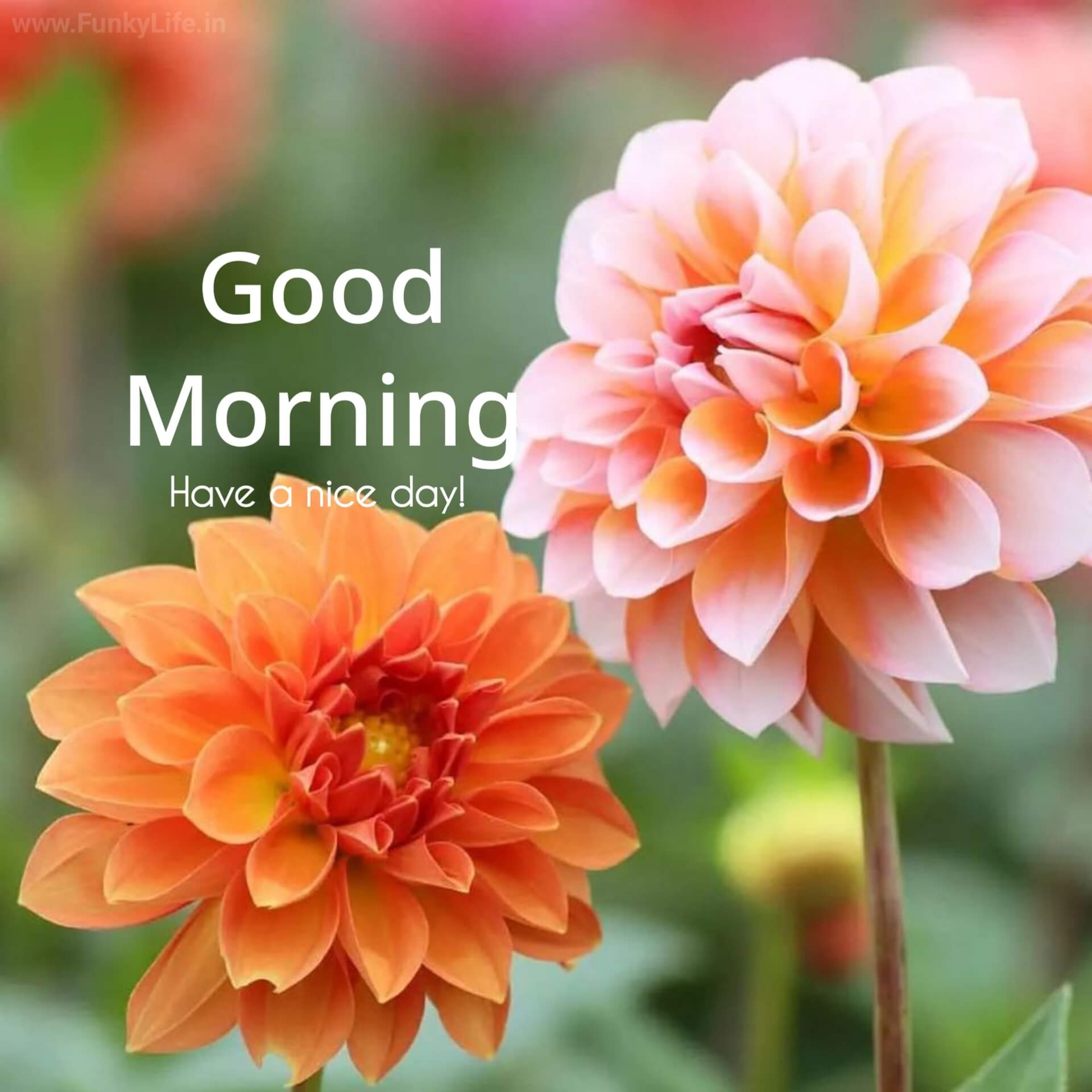 Flower Good Morning Image