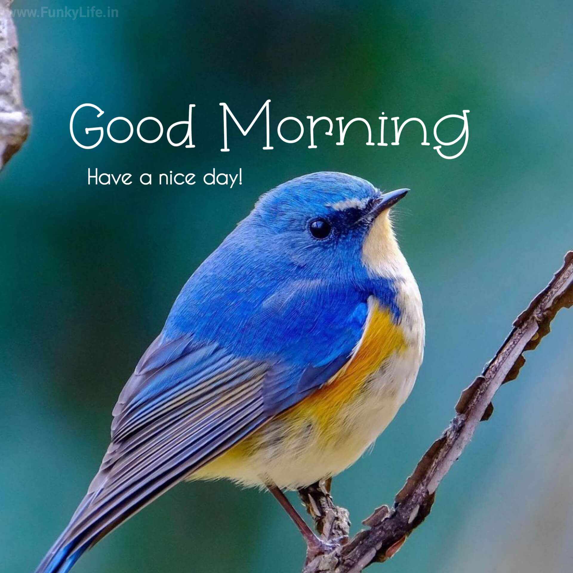 Beautiful Bird Good Morning Images