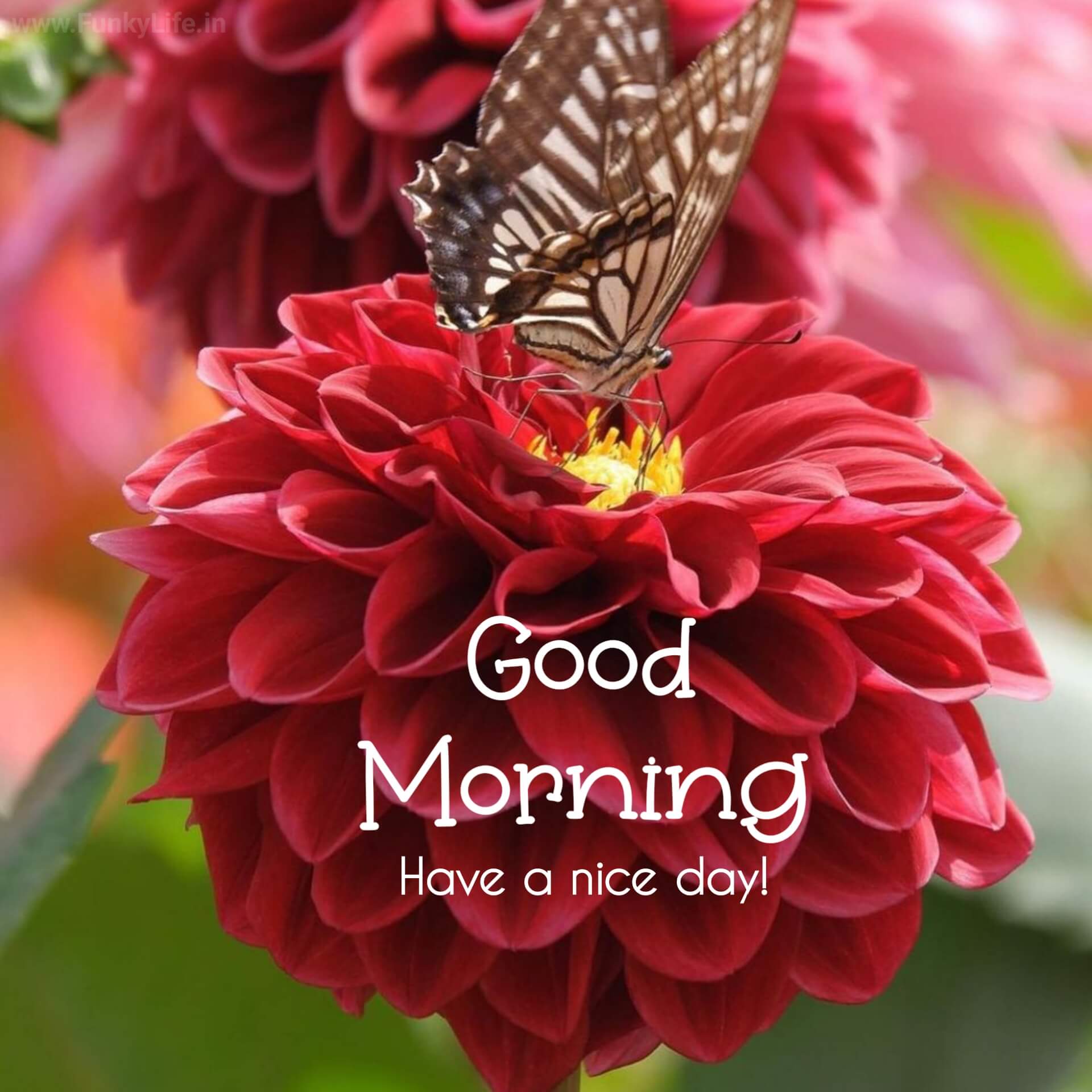 Red Flower Good Morning Image