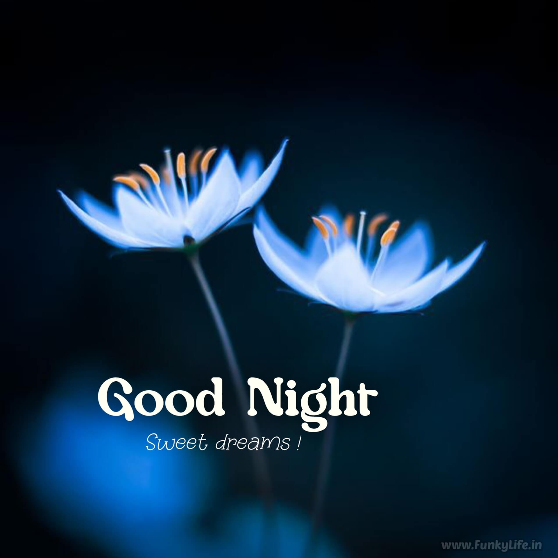 Good Night Photos New