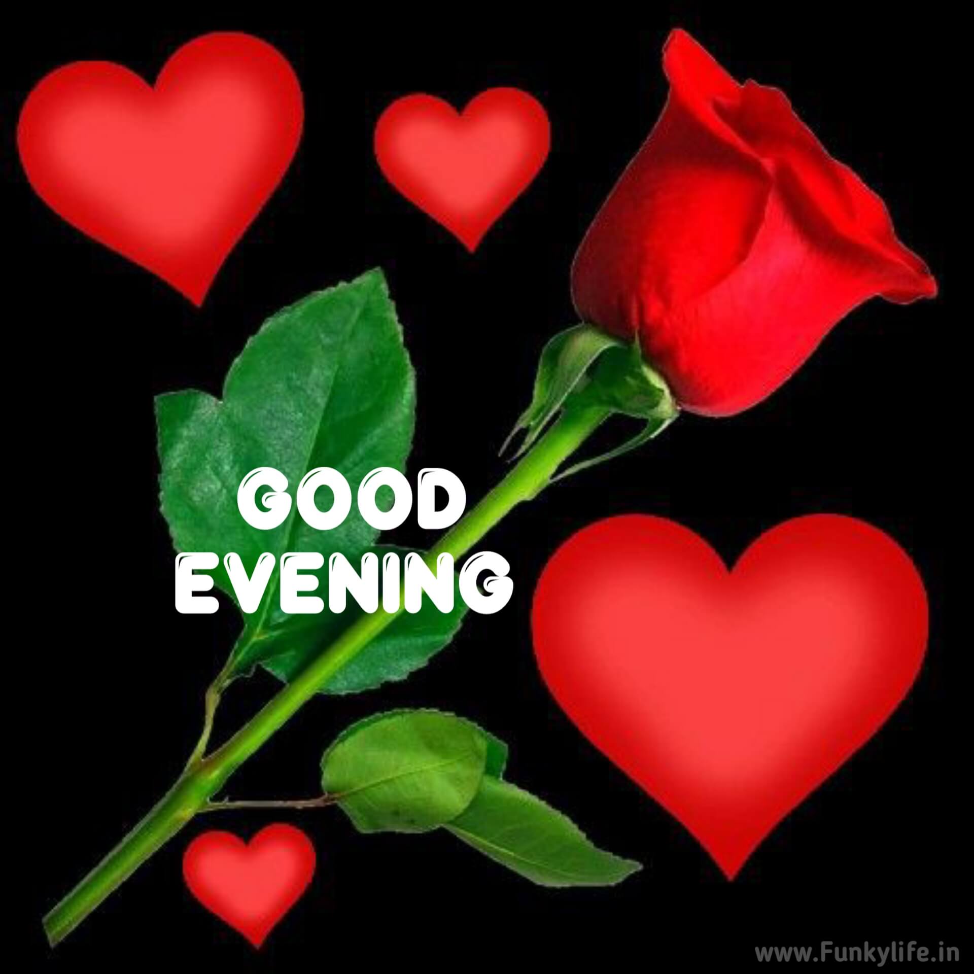 White And Red Good Evening Roses  Good evening greetings, Good evening  love, Good evening wishes