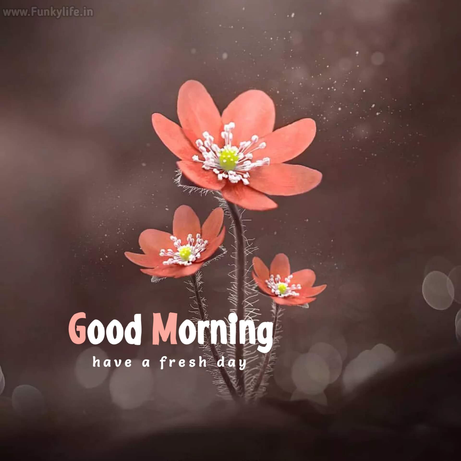 200+ New Beautiful Good Morning Images & Wishes 2023