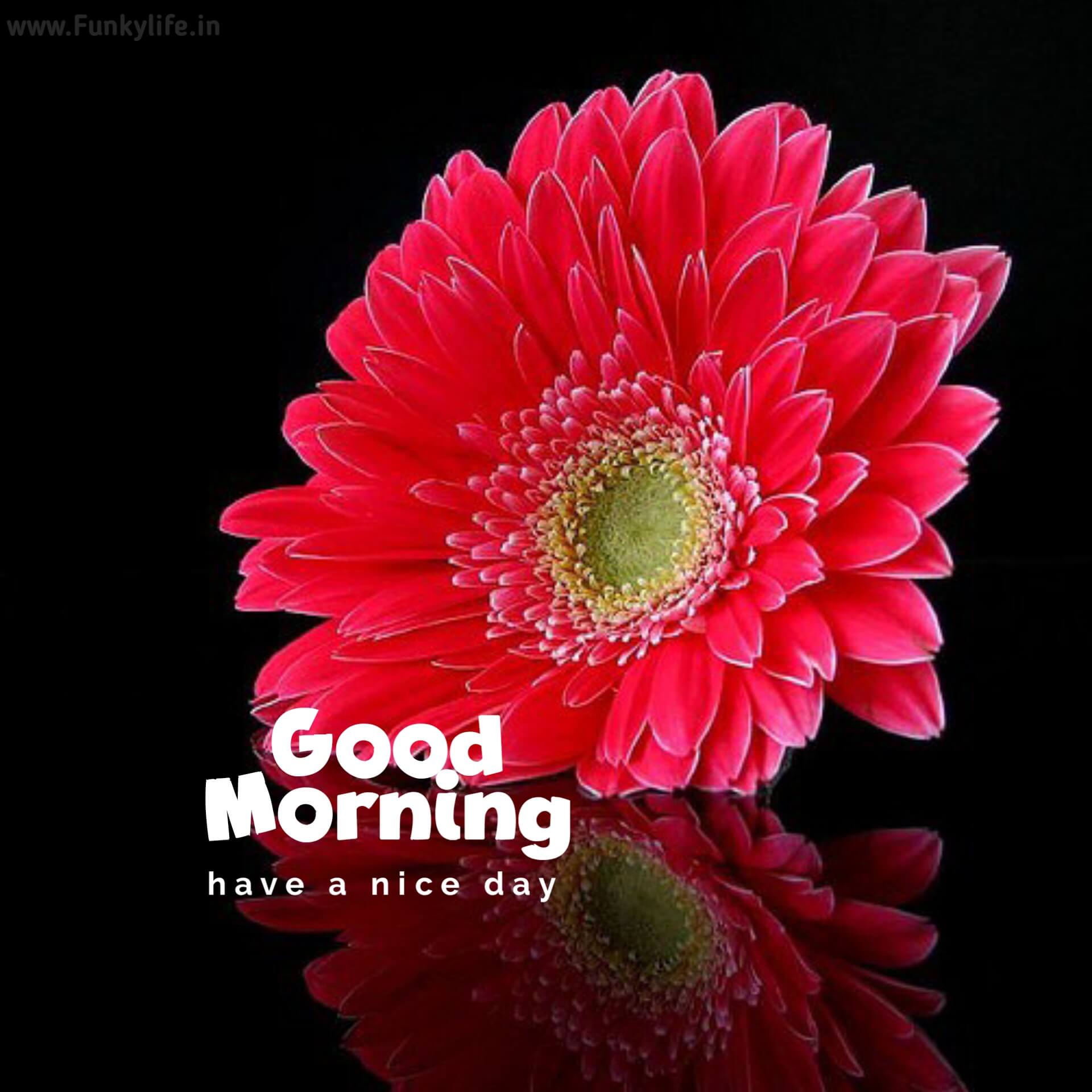 Flower Good Morning Images