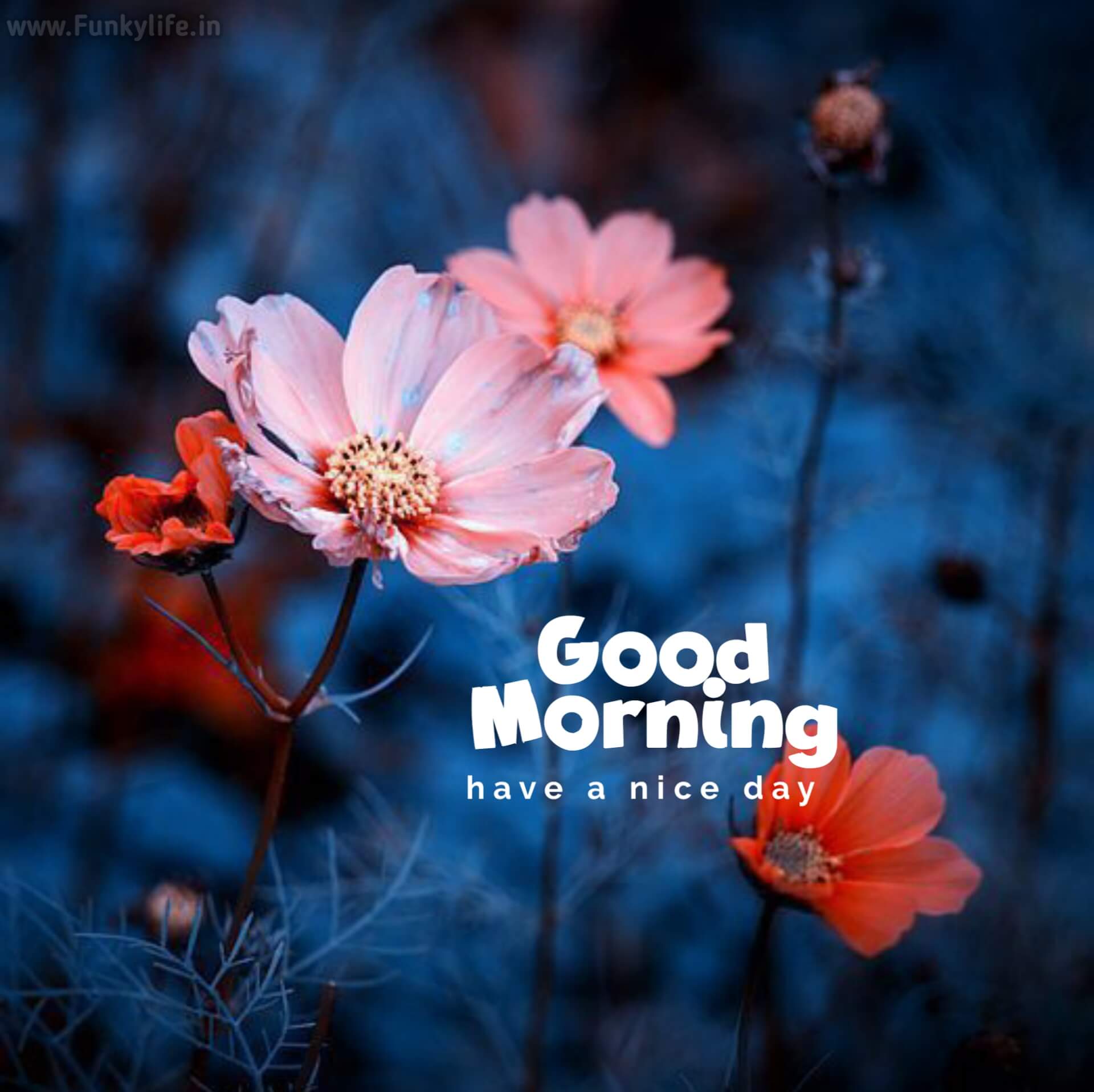 New Good Morning Images