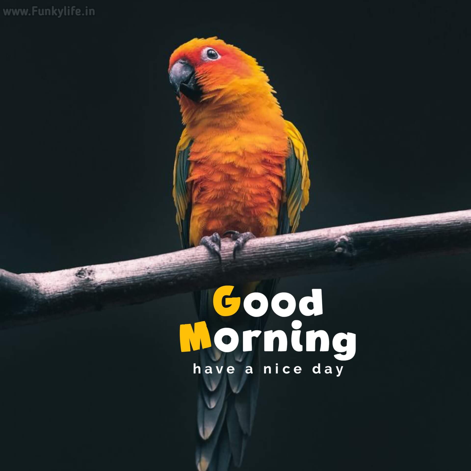 Bird Good Morning Images