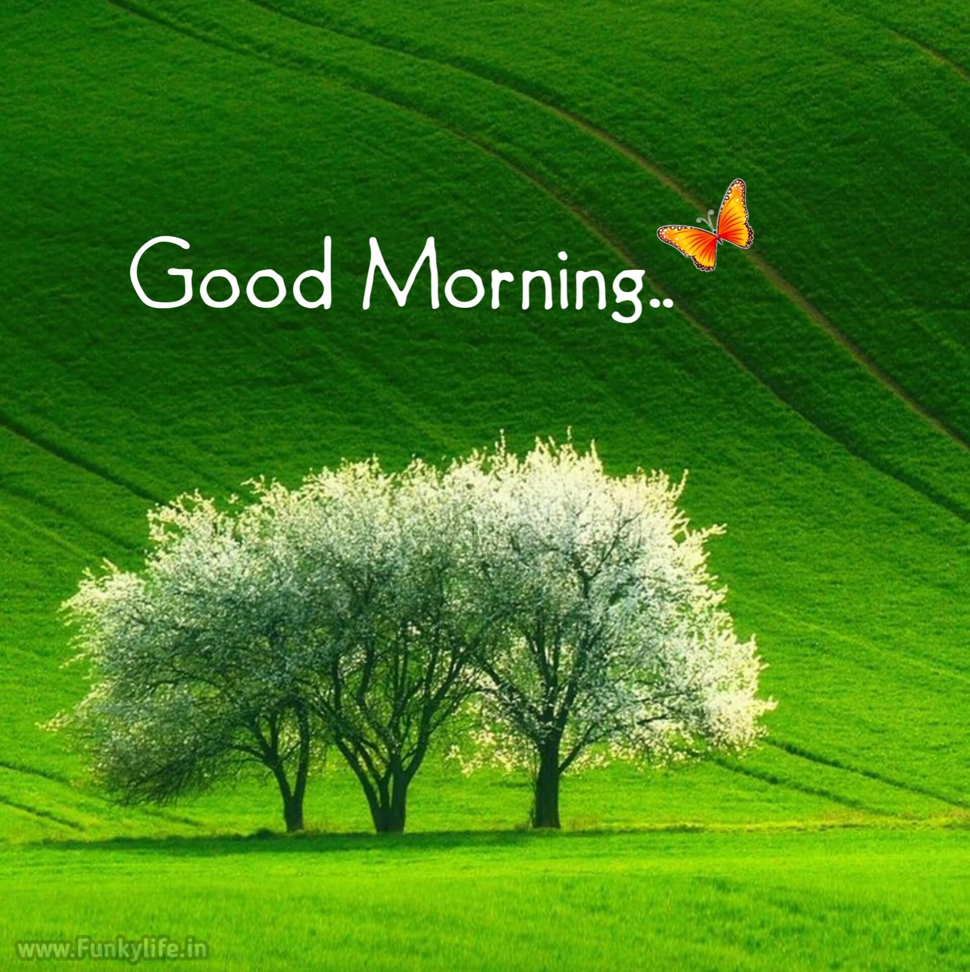 A Beautiful Morning HD wallpaper  Peakpx