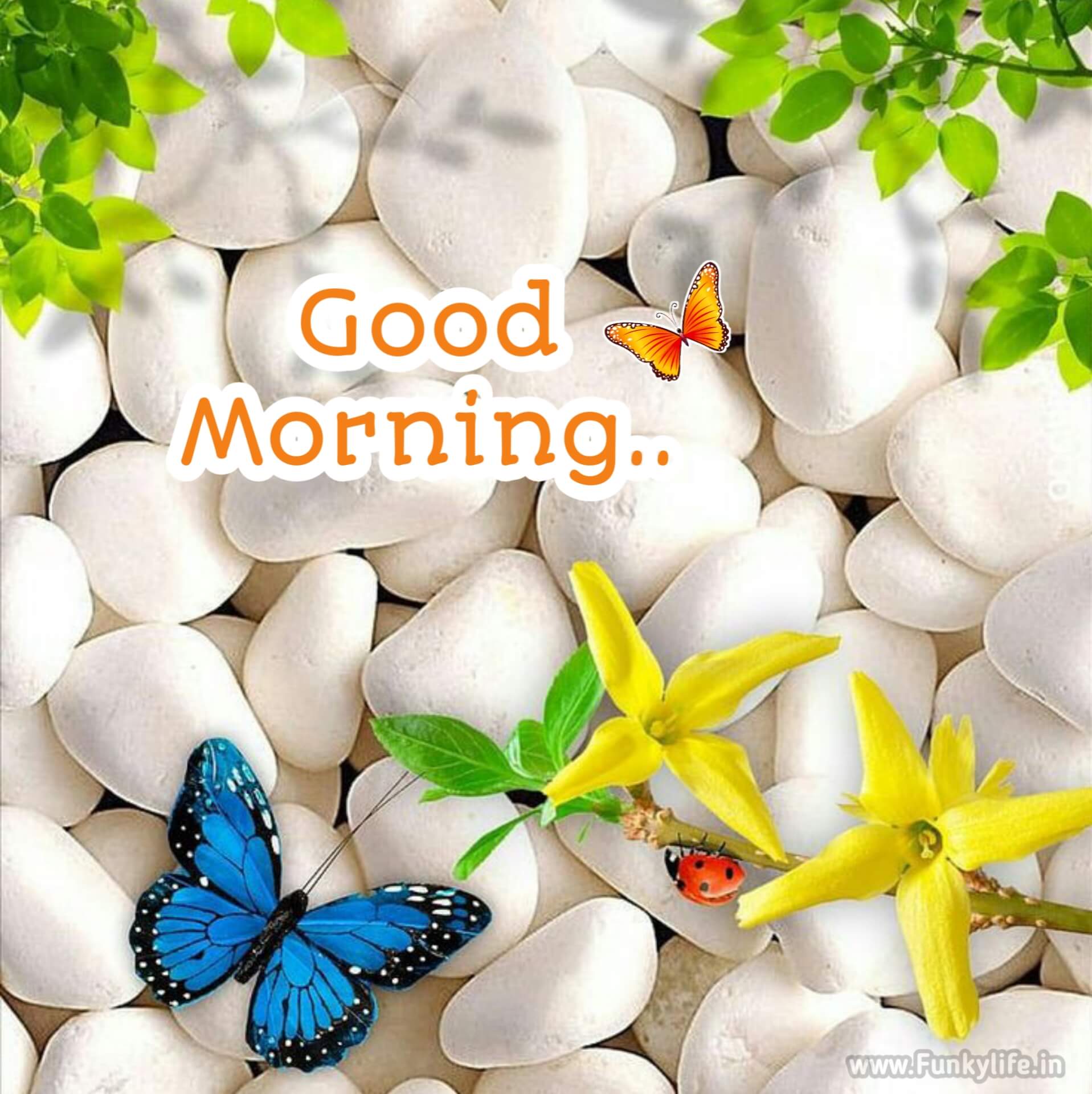 Love Wallpapers In Good Morning Pictures  Good Morning Images Quotes  Wishes Messages greetings  eCards