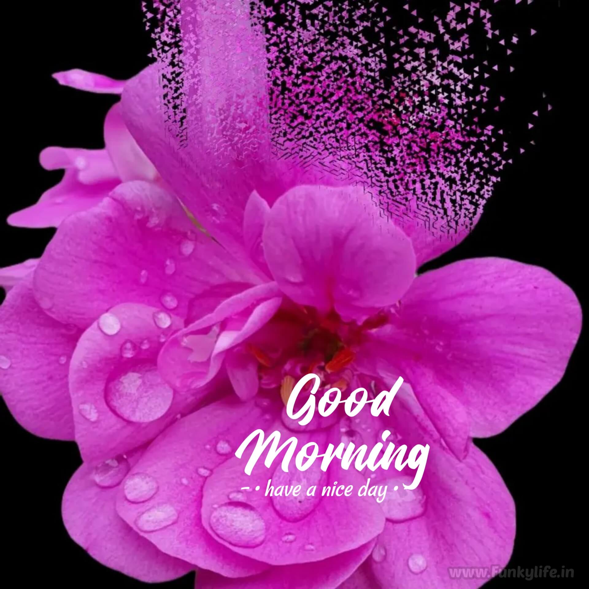 good morning friend flowers