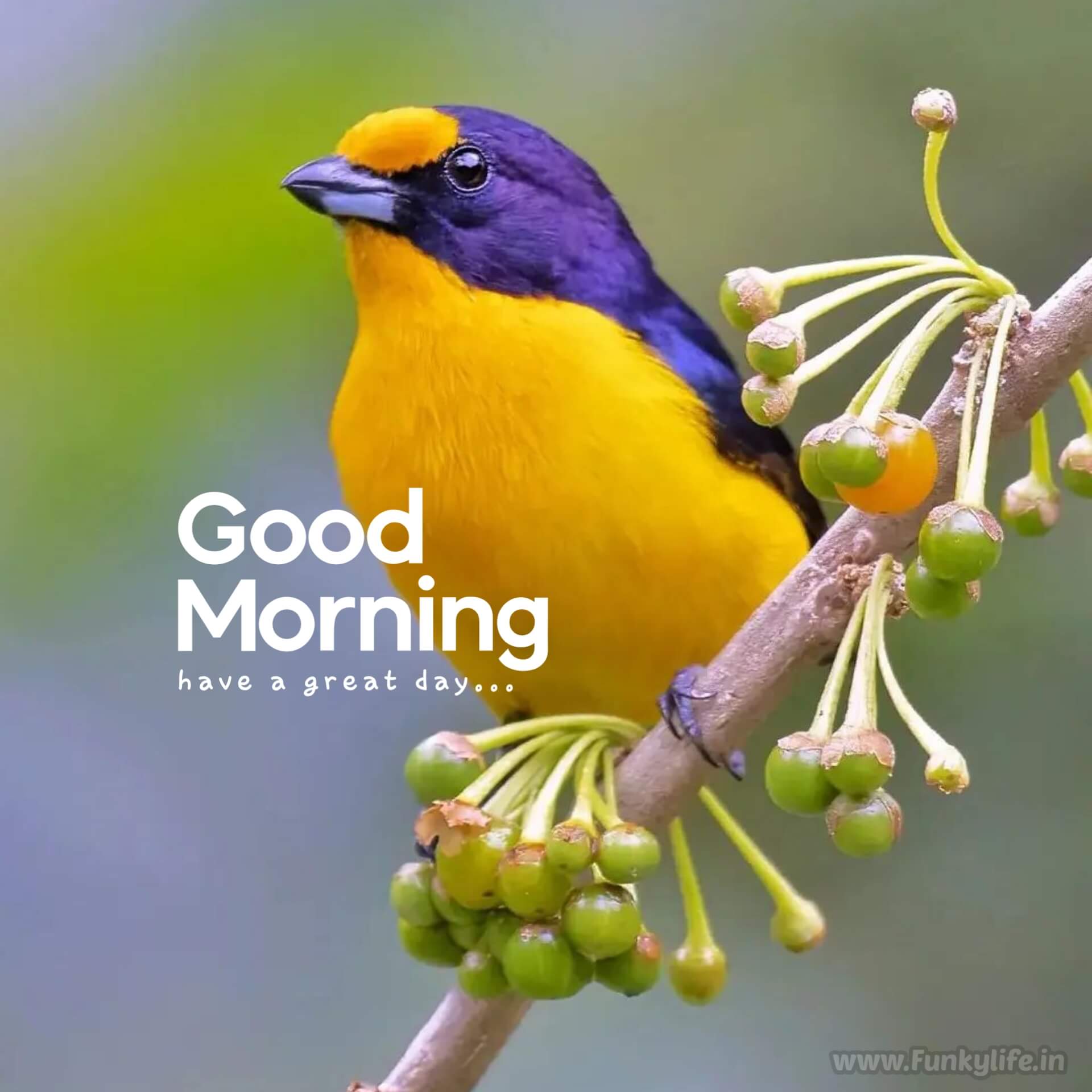 Bird Good Morning Images