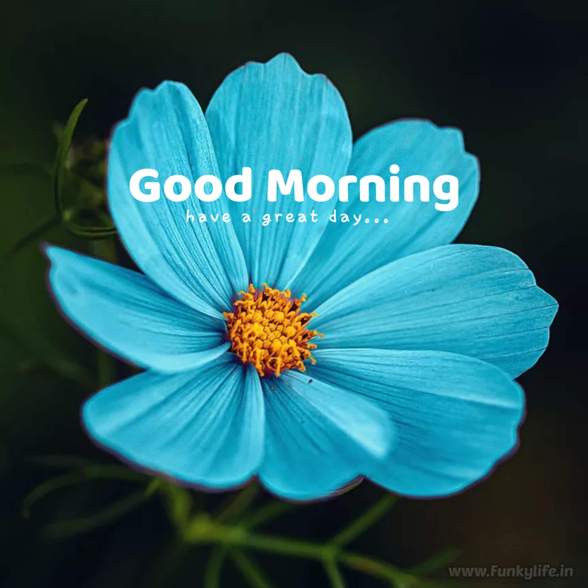 Blue flower Good Morning Images