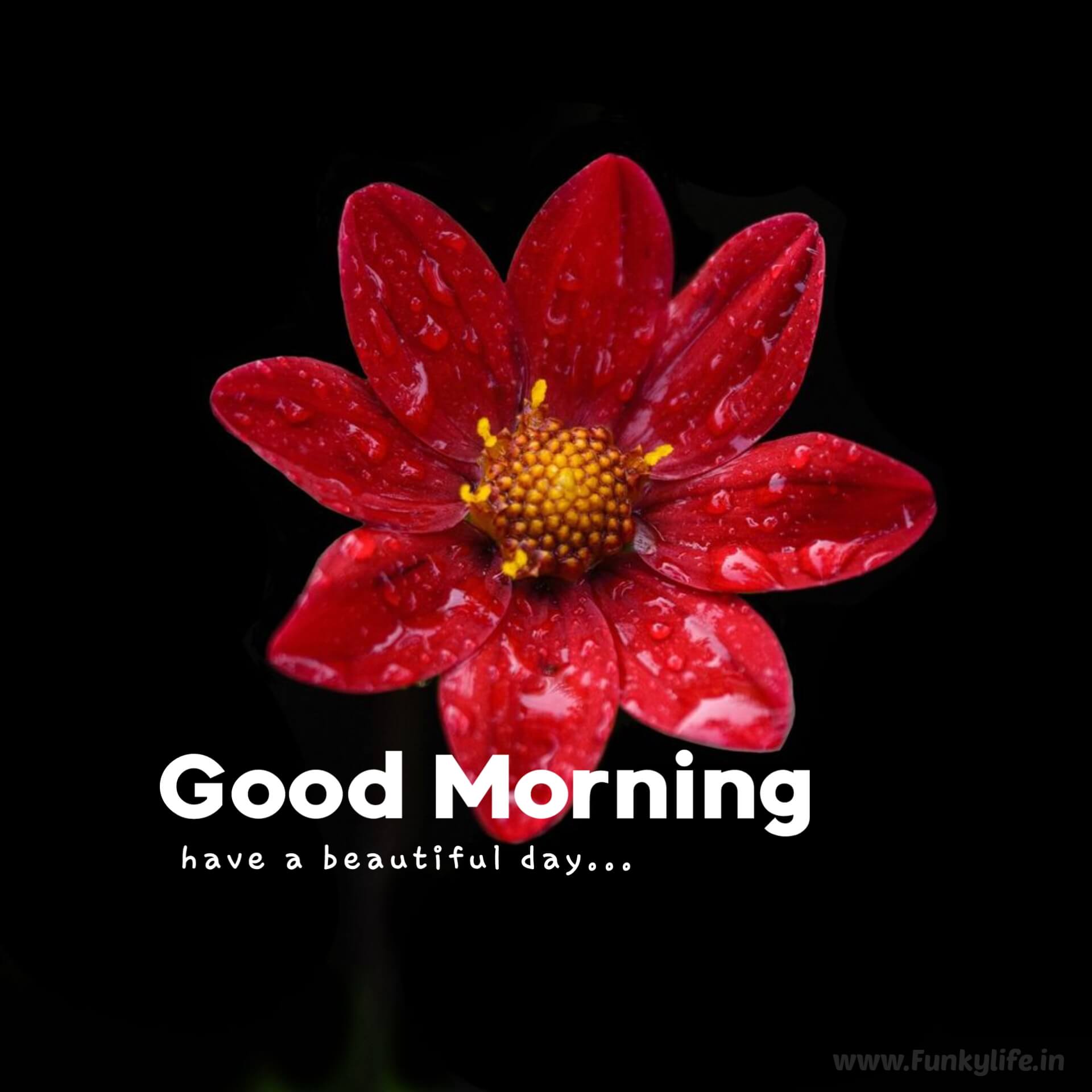 Red Flower Good Morning Images