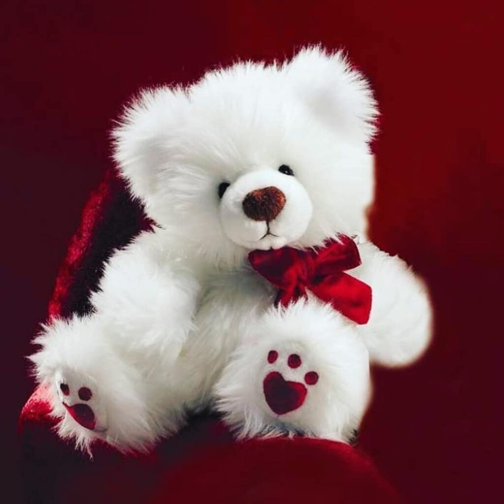 Teddy Bear WhatsApp DP