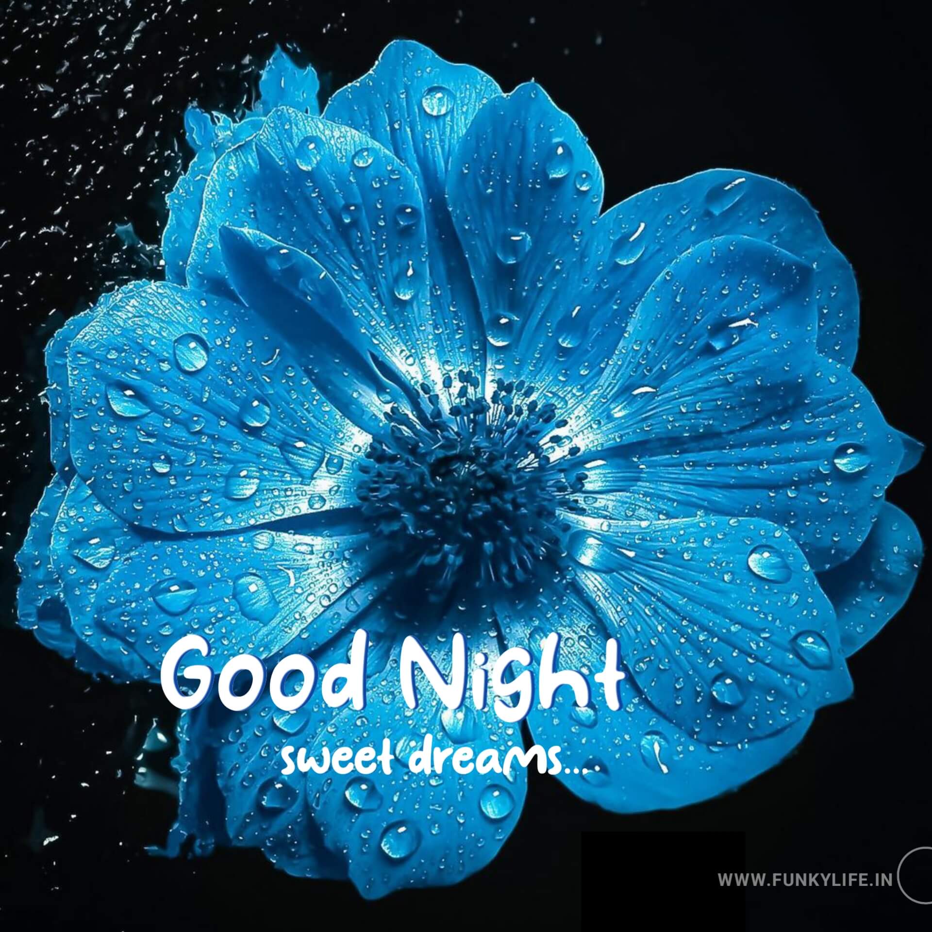 Flower Good Night Image