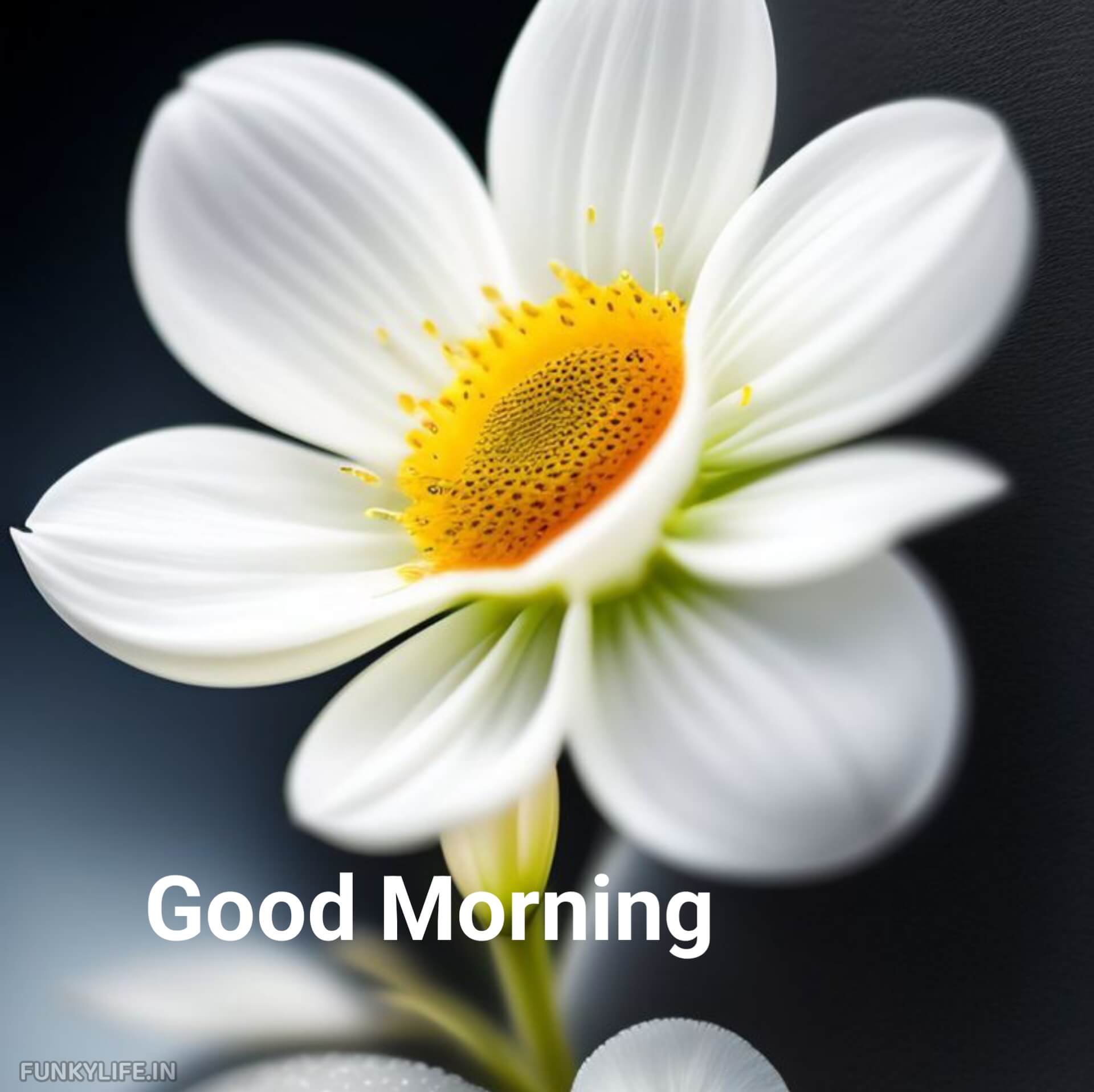 Flower Good Morning Image