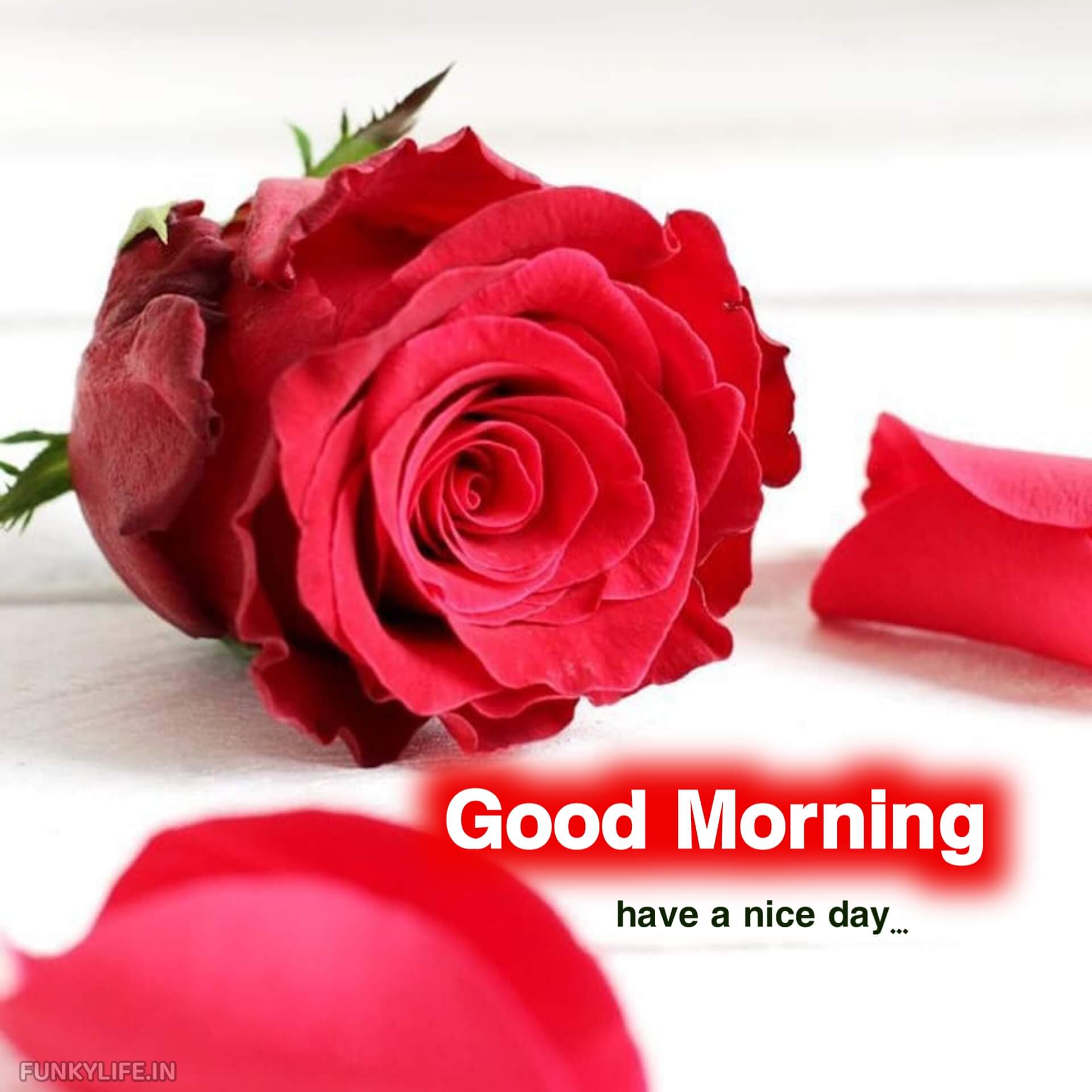 Rose Good Morning Image