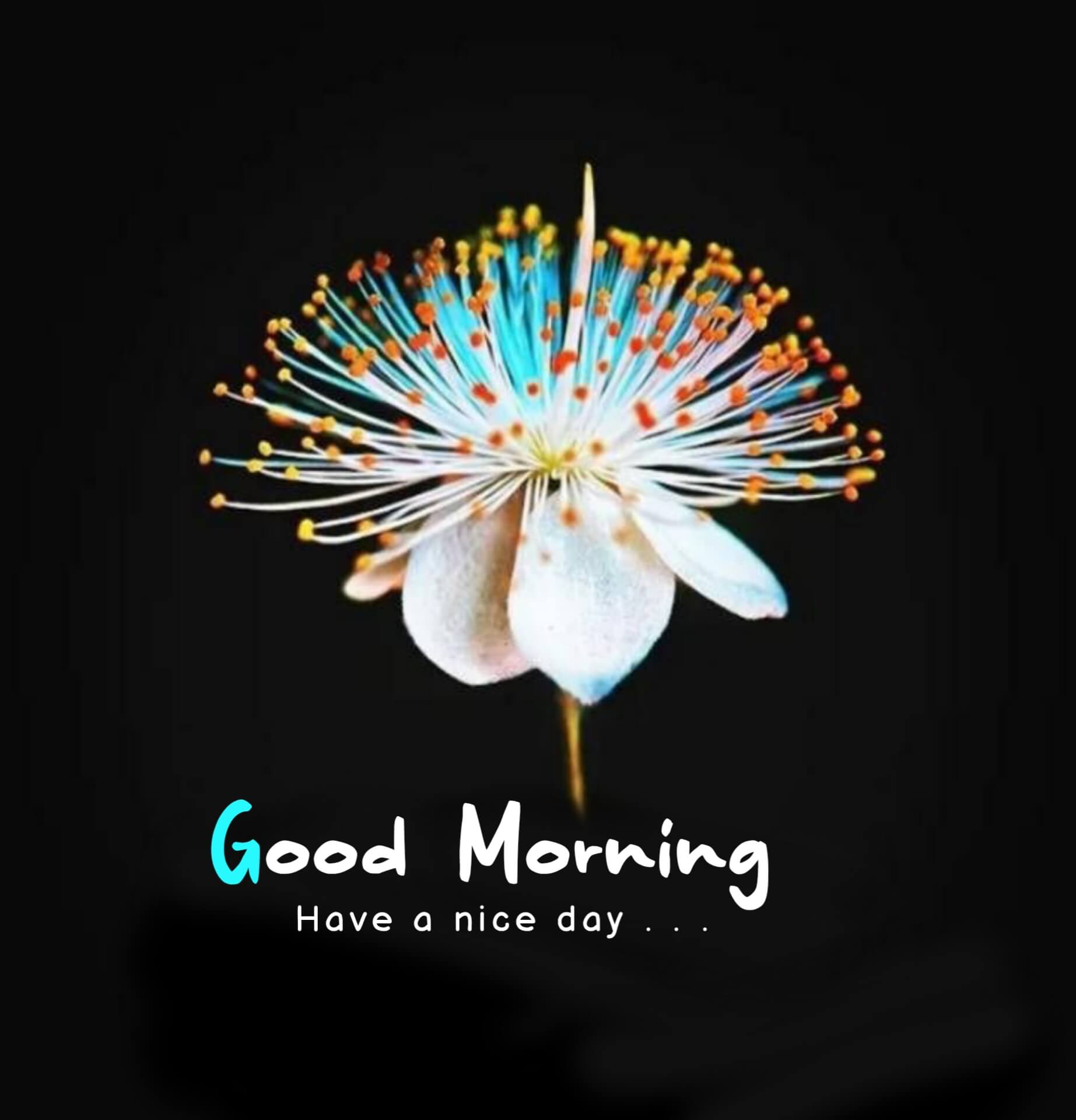 New Good Morning Image