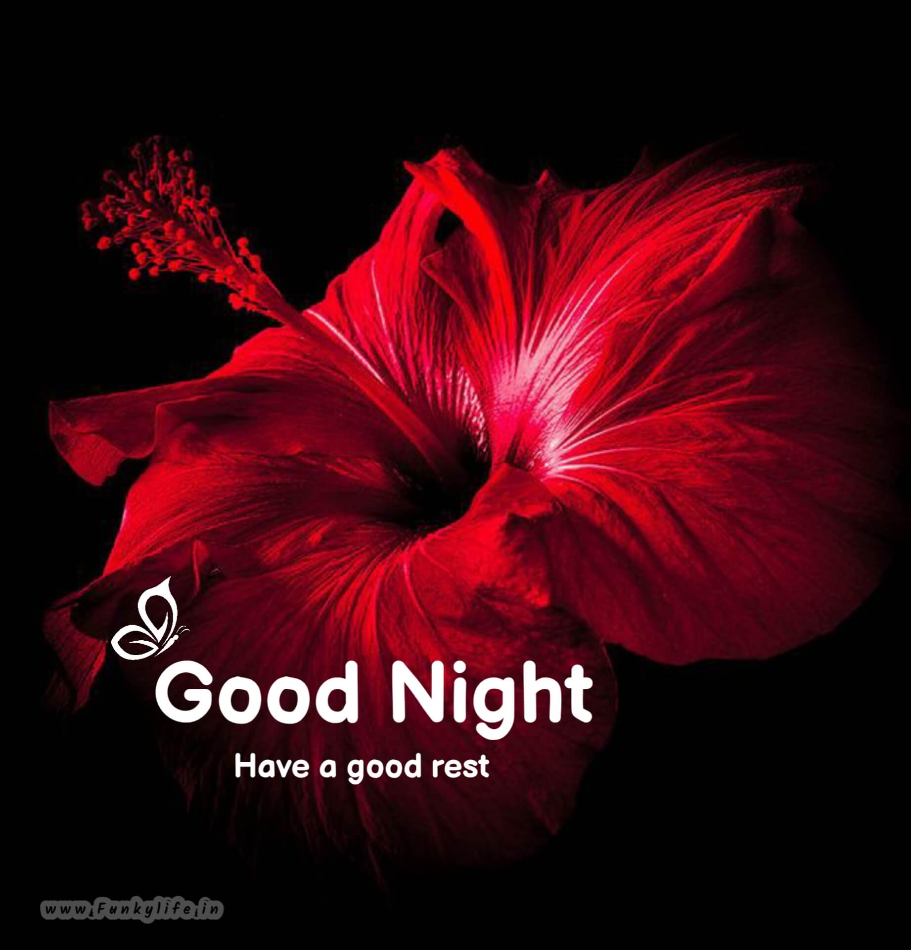 Flower Good Night Image
