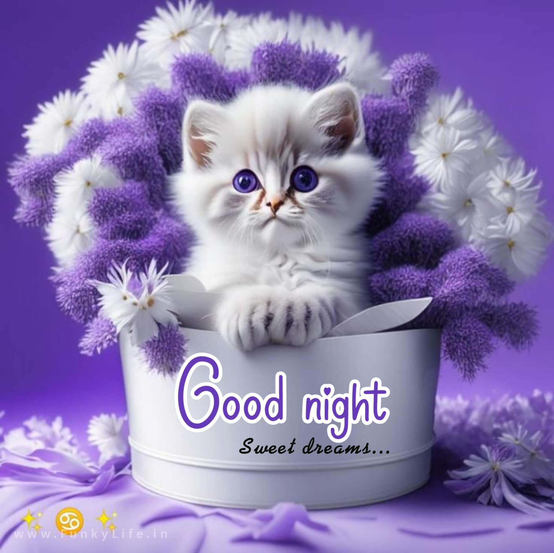 Kitty Good Night Image