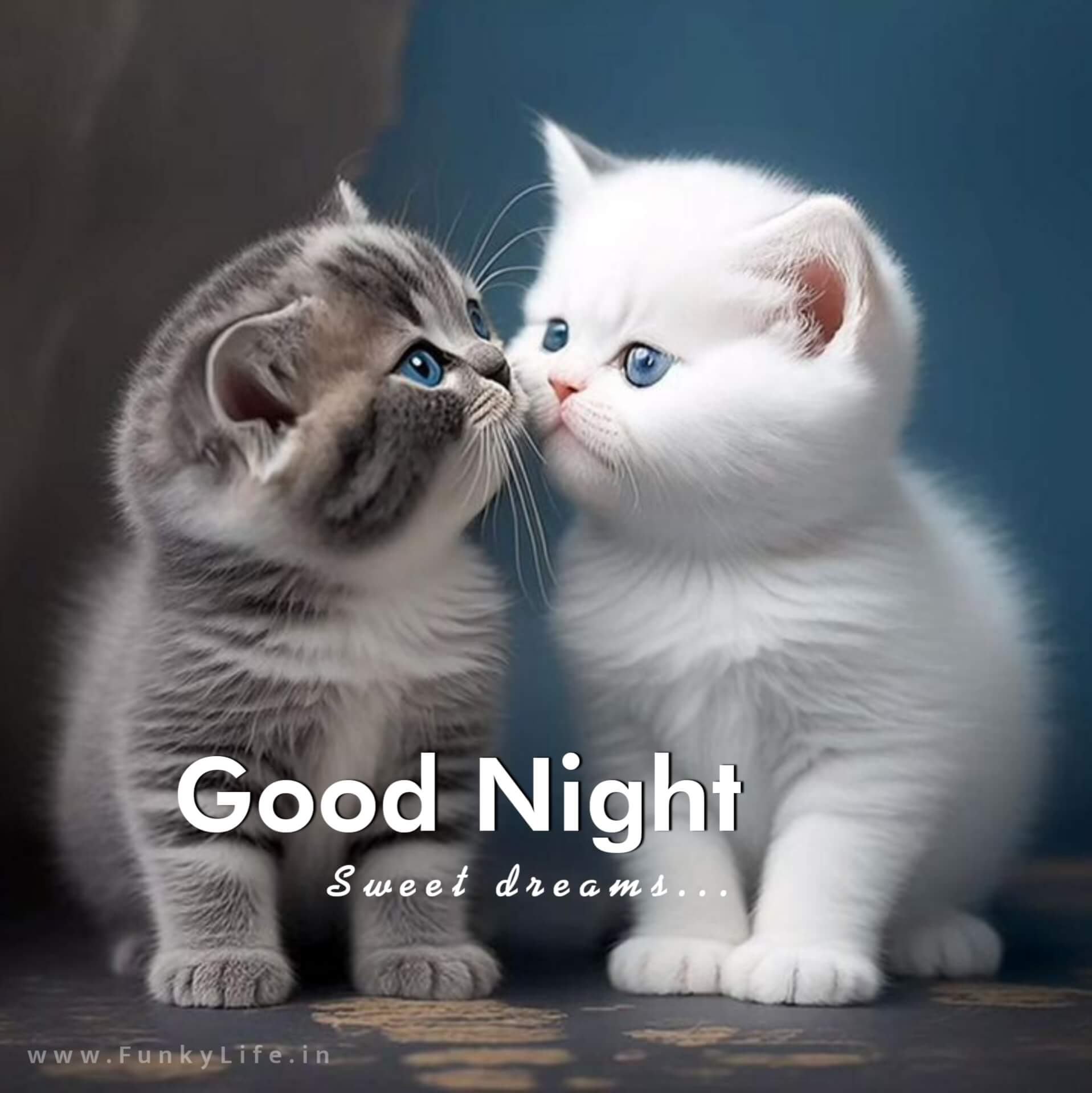 Cute Kitten Good Night Image