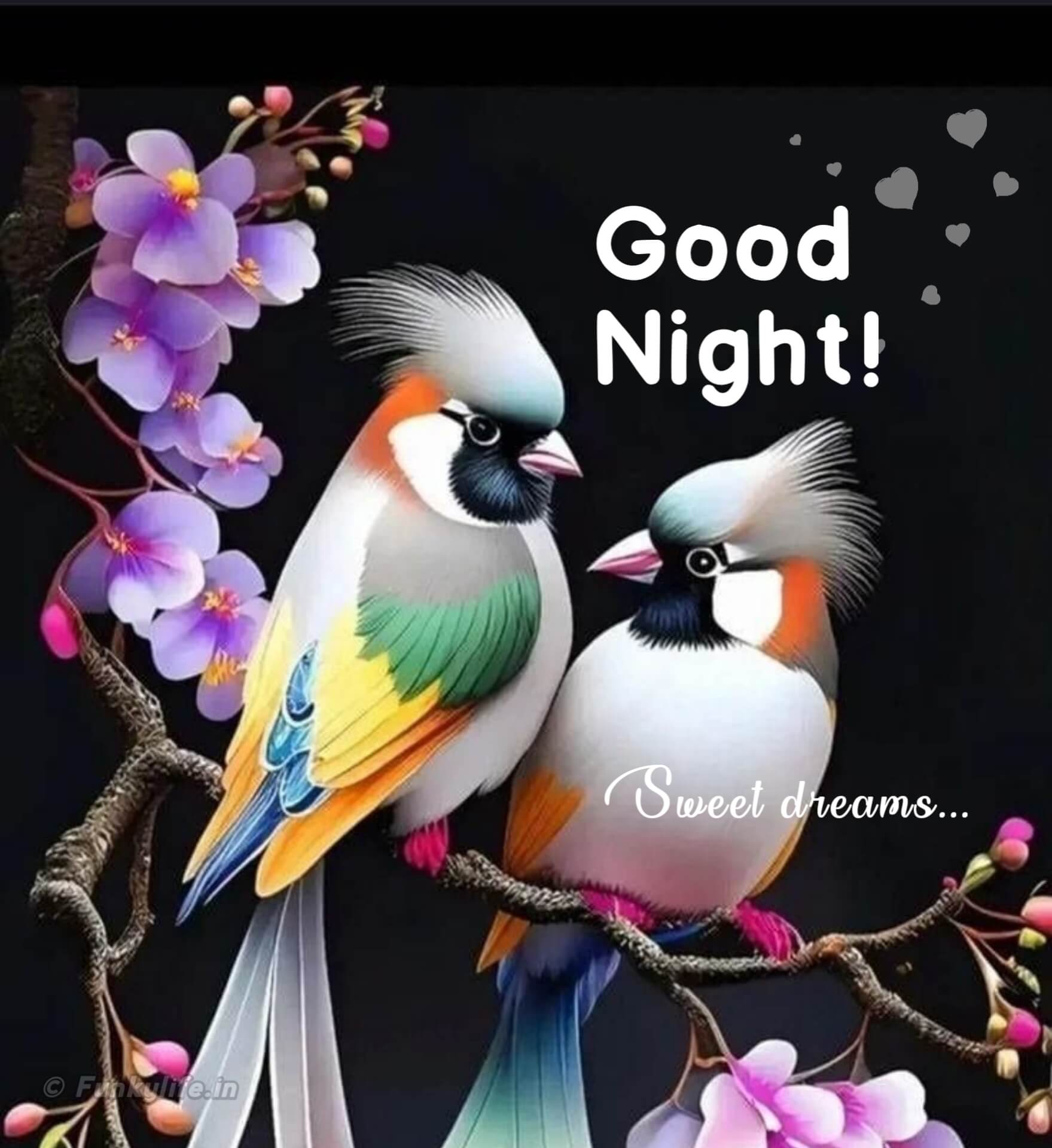 Good Night Birds Image