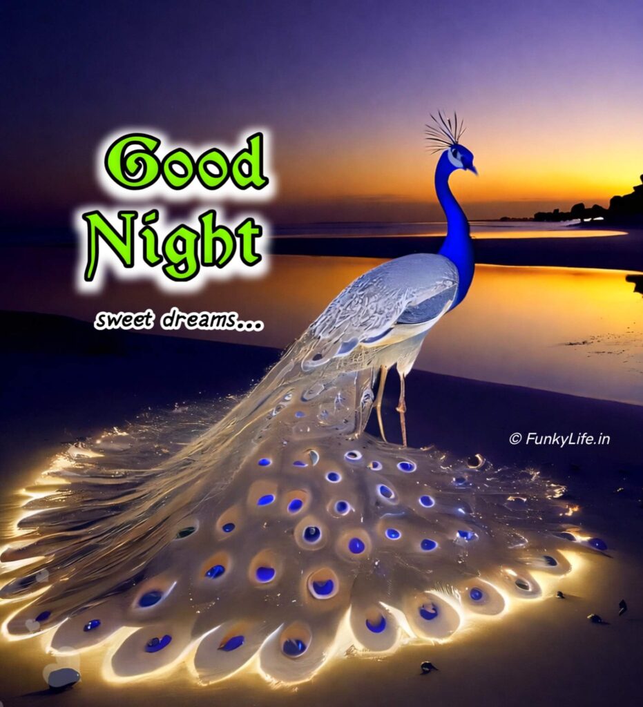 Good Night Peacock Image