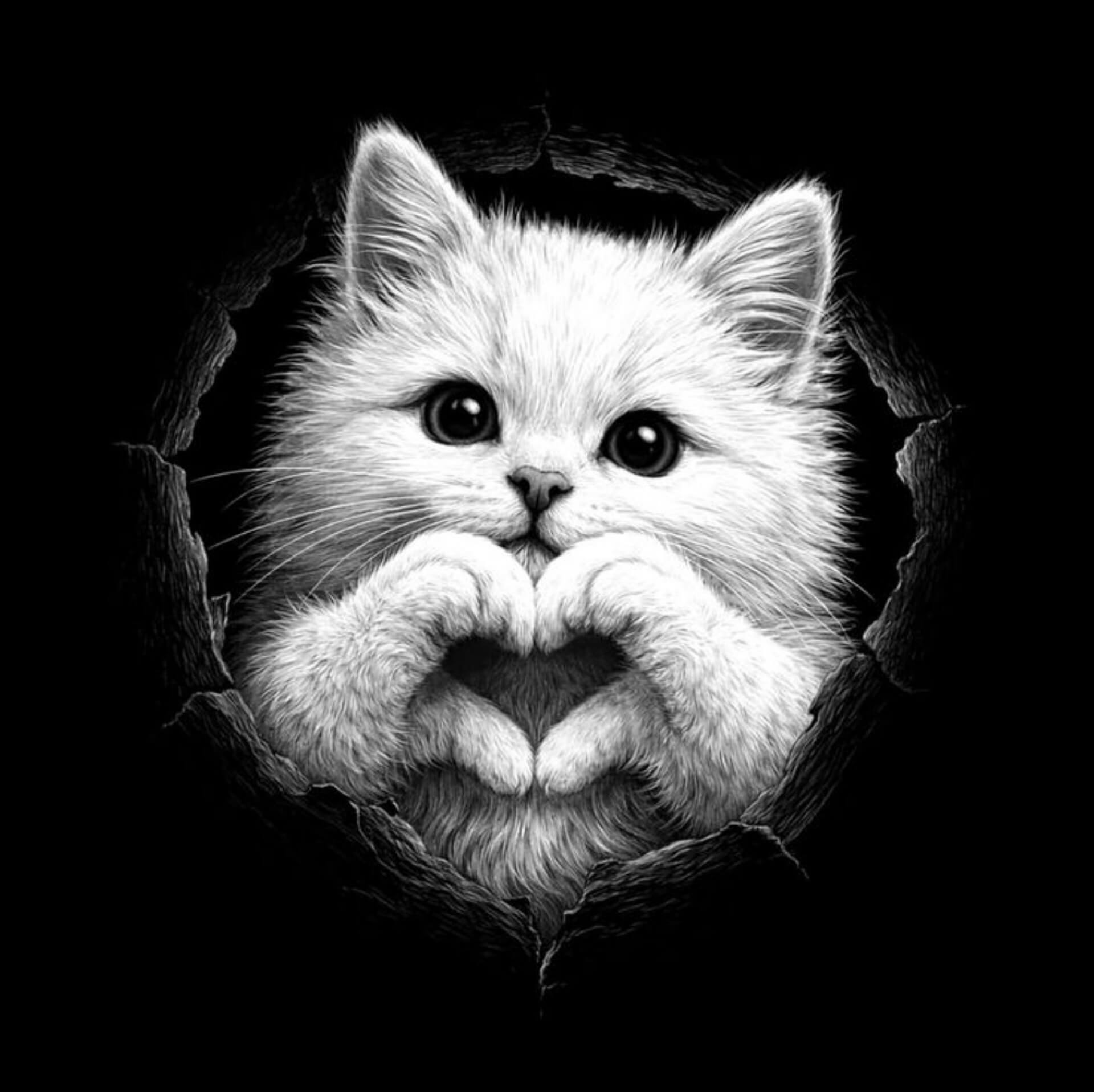 cute cat dp