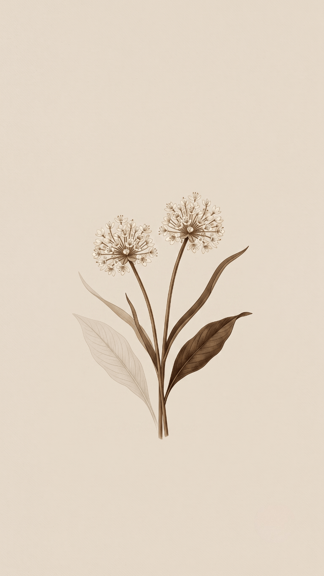 flower Minimalist Aesthetic Wallpapers