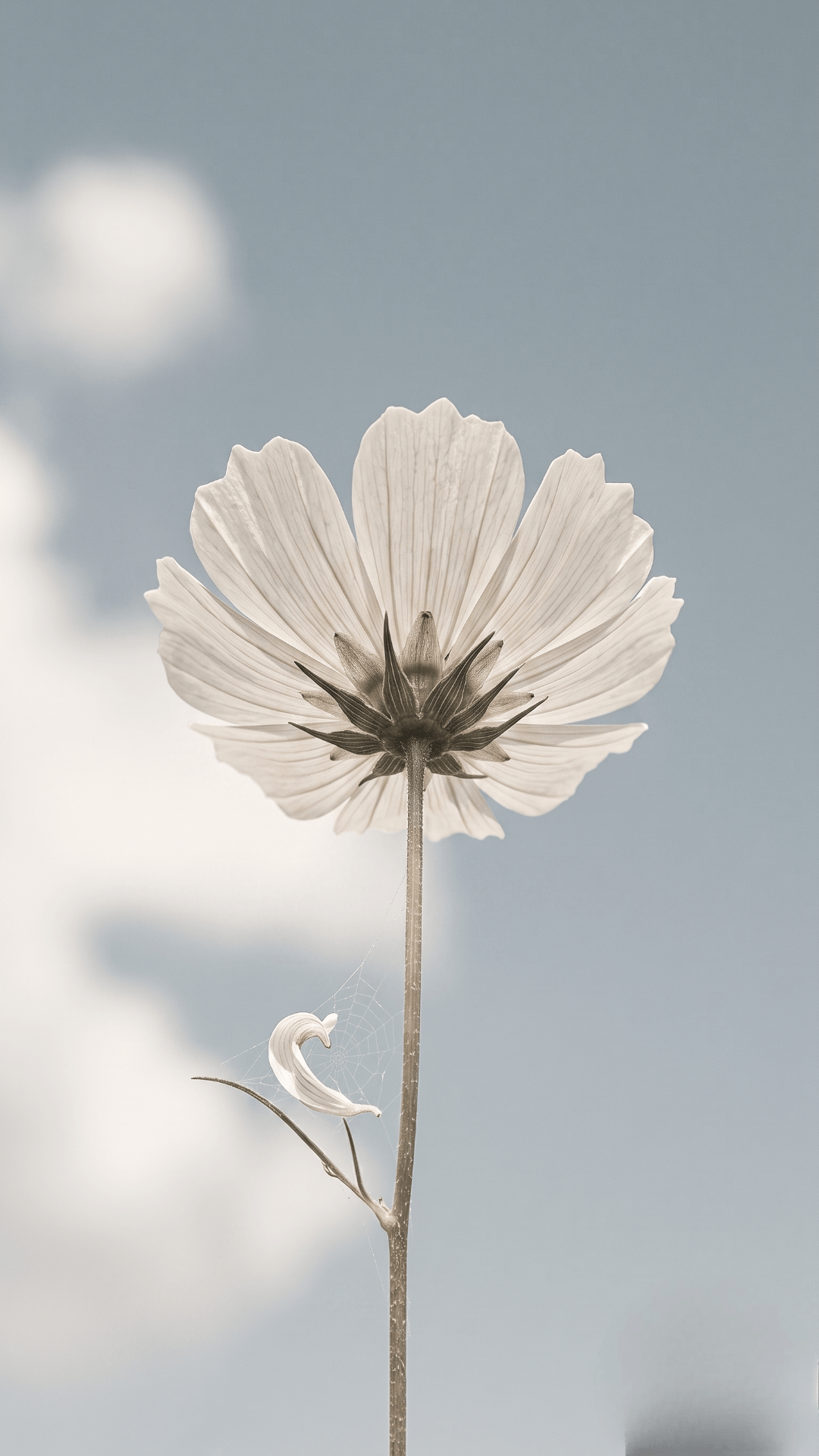 Off White Wallpaper for Phone Screen 8k