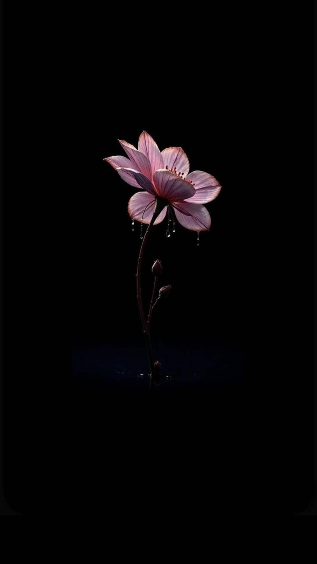 Amoled Wallpaper For Phone