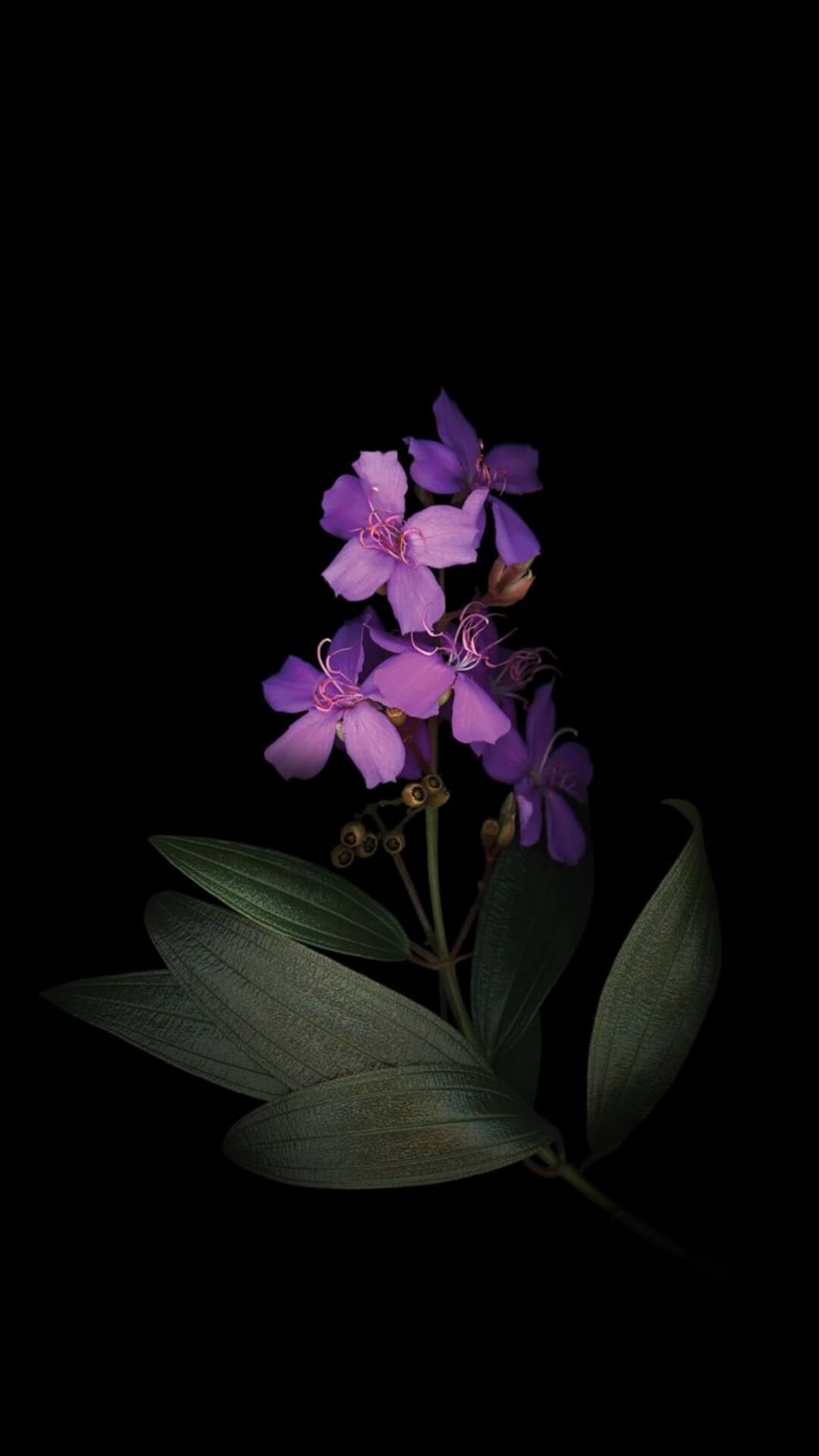 8K Dark Amoled Wallpaper