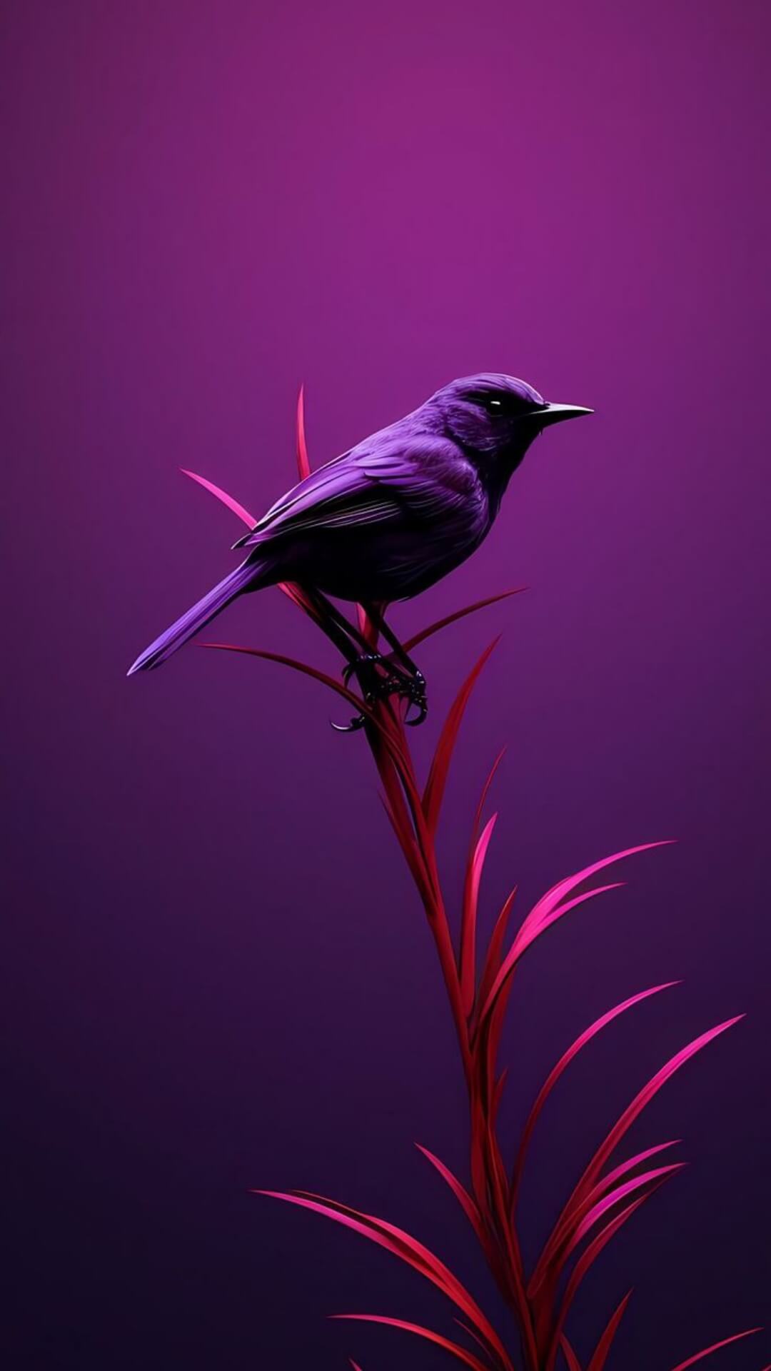 Amoled wallpaper For Iphone