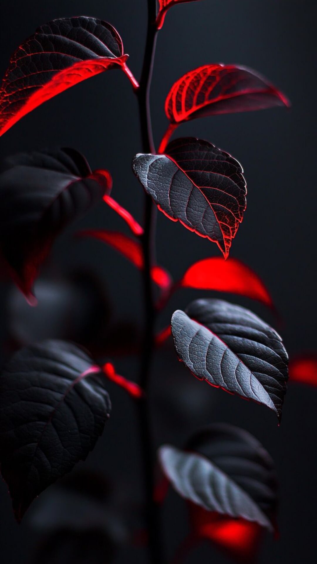 8K Red Black Wallpaper